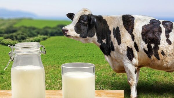 Tratamientos térmicos de la leche