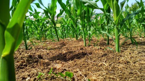 Mantenimiento de los equipos de preparación del suelo en agricultura