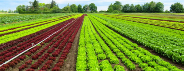 Medidas básicas relacionadas de prevención de riesgos laborales y de protección medioambiental en actividades agrícolas