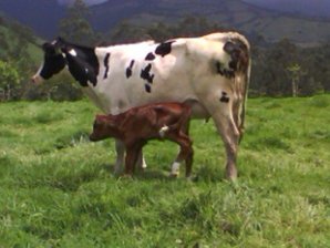 Nutrición animal en ganadería