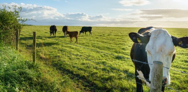 Nociones básicas sobre alimentación animal