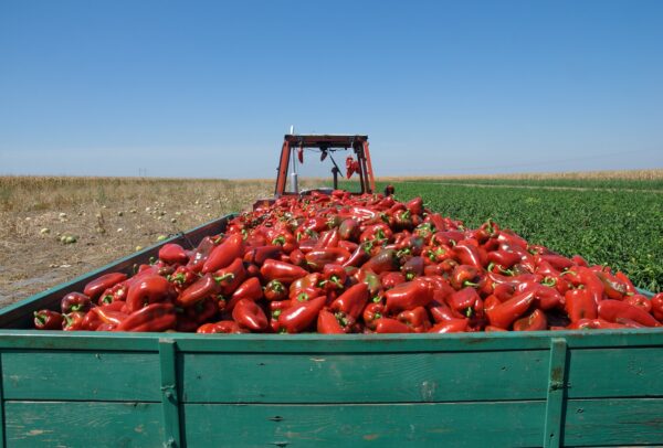 Preparación y manejo de los equipos de carga, transporte y descarga de productos agrarios