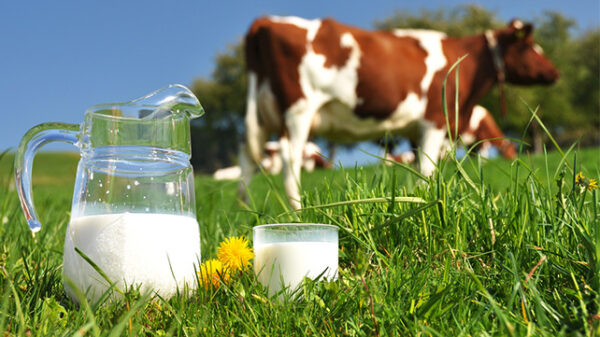 Sistemas y servicios auxiliares para el tratamiento de la leche