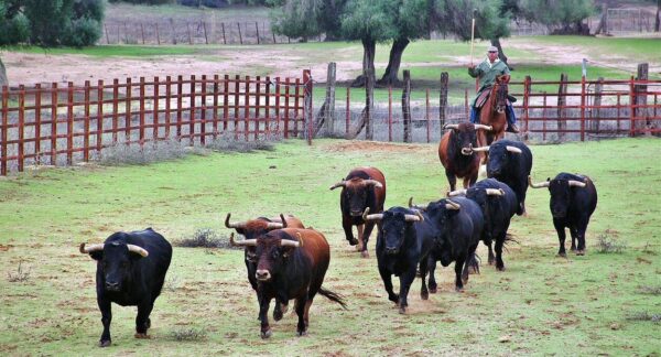 Prevención y riesgos en explotaciones ganaderas