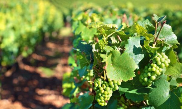 Mantenimiento de los equipos de siembra y plantación en agricultura