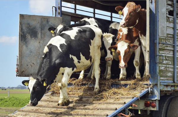 Prevención y tratamiento de enfermedades en animales de recría y cebo