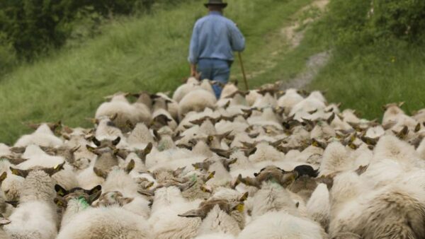 Organización del trabajo y nociones de manejo de animales en pastoreo