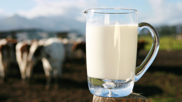 Homogeneizadores de la leche