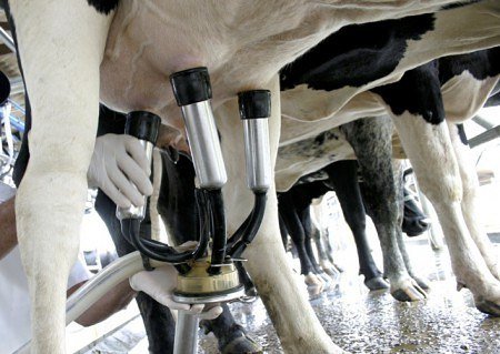 Aplicación de la normativa de seguridad y de protección medioambiental en la producción de animales de renuevo, de reproductores, crías y de producción de leche
