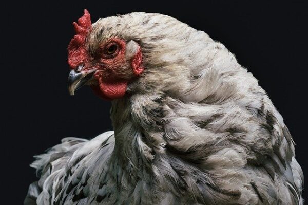 Control y Manejo de Huevos y Pollos Recién Nacidos en la Explotación Avícola