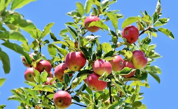 Operaciones culturales en agricultura