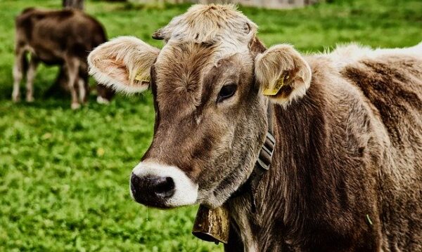 Manejo de hembras reproductoras durante la gestación en ganadería