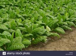 Preparación y manejo de los equipos de siembra y plantación en agricultura