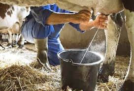 Aplicación de la normativa relacionada con la producción de animales de renuevo, de reproductores, crías y de producción de leche