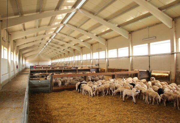 Aplicación de la normativa específica relacionada con la producción de producción de animales de recría y cebo
