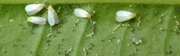 Los enemigos de las plantas y los daños que producen