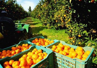 Preparación y manejo de los equipos de recolección de productos agrarios