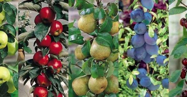 Preparación del terreno para la plantación de frutales